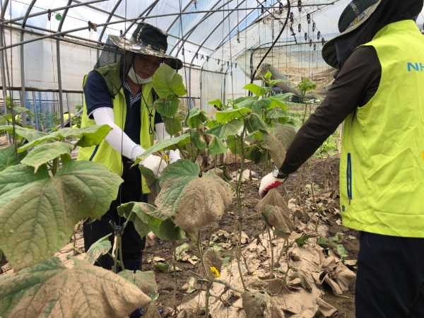최광수 NH저축은행 대표이사가 경기도 연천군 군남면의 오이농가를 찾아 수해복구 활동을 진행하고 있다. / 사진 = NH저축은행