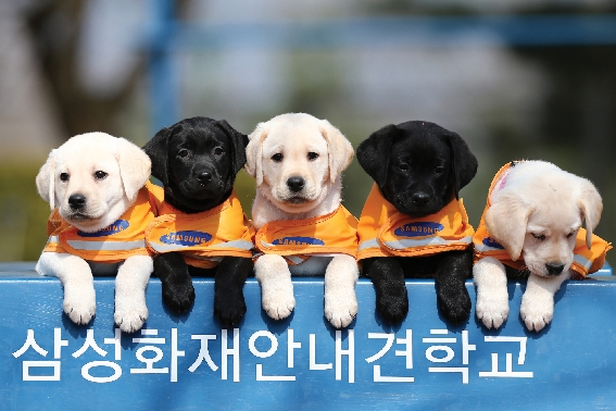 ▲ 삼성화재안내견학교의 안내견 모습. 사진 = 삼성화재