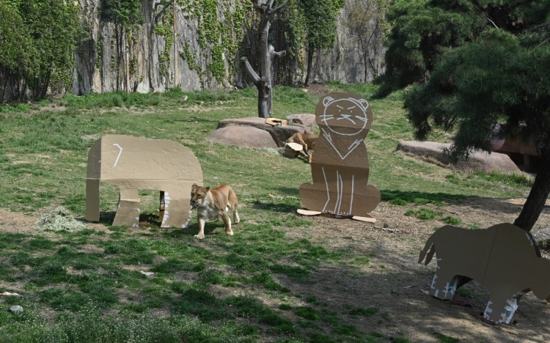 서울대공원에 있는 동물들이 LG전자 가전제품의 포장 박스로 만든 놀이도구를 가지고 놀고 있다. 사진=LG전자