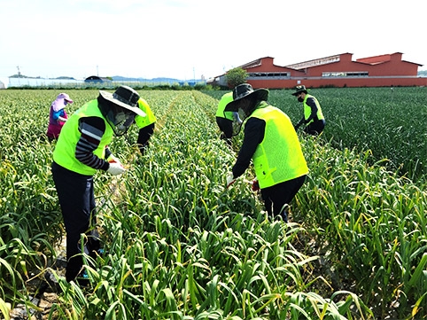 NH농협은행 경기영업본부, 농촌 일손돕기 실시