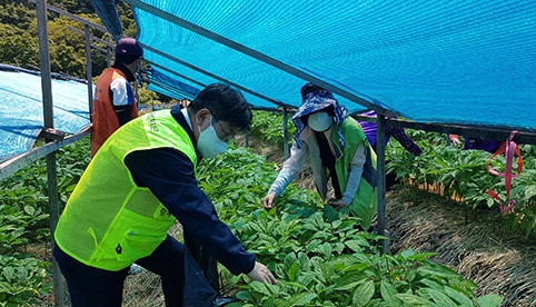 범 경기농협 함께나눔봉사단, 농촌일손돕기 60 릴레이 첼린지 실시