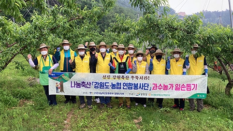 나눔축산 '강원도·농협 연합봉사단 과수농가' 일손돕기