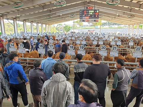 ▲ 서산축산농협(조합장 최기중)에서 운영하는 가축 경매시장에서 송아지 경매가 진행중인 모습.