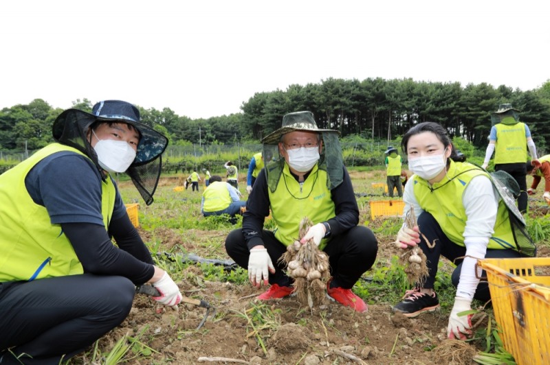 정영채 NH투자증권 사장(가운데)을 비롯한 임직원들이 17일 경기도 파주시 문산읍 당동2리에서 진행한 일손 돕기 봉사에서 마늘 수확 작업을 하고 있다. / 사진제공= NH투자증권(2021.06.17)