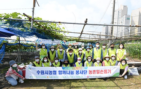 NH농협은행, 영농철 포도농가 농촌일손돕기 실시