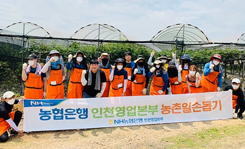 NH농협은행 인천영업본부·검단농협, 포도농가 농촌일손돕기