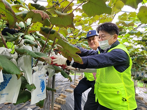 경기농협, 수확기 포도농가 일손돕기 구슬땀