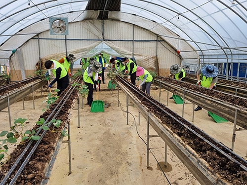 ▲ 충남세종농협(본부장 길정섭)과 농협당진시지부(지부장 조원상), 순성농협(조합장 강도순) 임직원 30여명은 집중호우로 인근 하천이 역류해 수해가 발생한 시설하우스 농가를 찾아 긴급 복구에 나섰다.