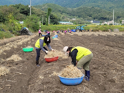 인천농협·(사)고향주부모임, '농촌일손돕기' 나서