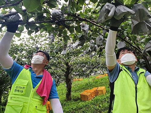 경기농협 함께나눔봉사단, 안성 우박피해 배농가 재해복구 일손돕기