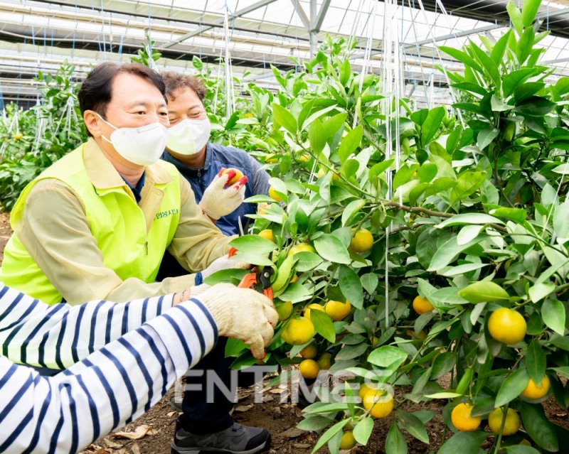 권준학 NH농협은행장(중앙)과 직원들이 경기 광주시 퇴촌면의 감귤 재배농가를 찾아 감귤 곁순 제거 작업을 하고 있다./사진=NH농협은행
