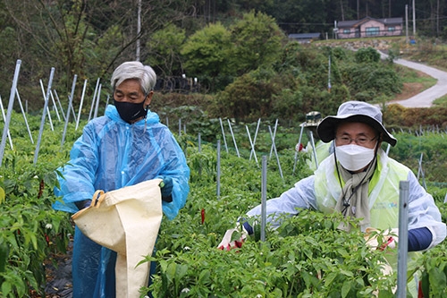 농협 IT전략본부, 자매결연마을 찾아 농촌일손돕기