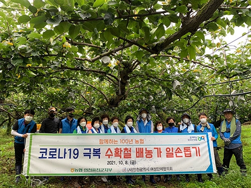 농협인천옹진군지부·인천여협, 수확철 배농가 일손돕기 실시