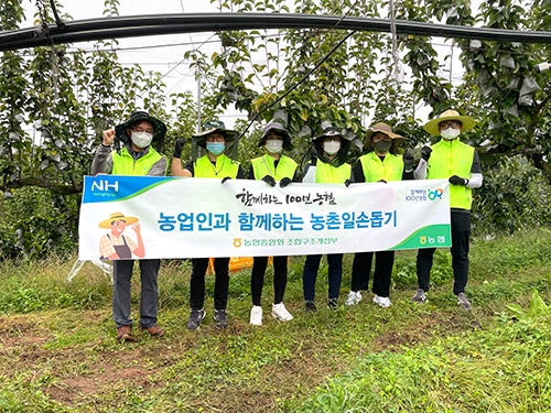 농협중앙회 조합구조개선부, 배 수확 일손돕기 구슬땀