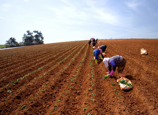 카카오톡 쇼핑하기는 그동안 전국 16개 지자체 및 우체국쇼핑몰과의 협업을 통해 진행해오던 지역 특산물 기획전을 정기 행사로 확대하고, 매주 톡딜을 통해 산지직송 제철 먹거리를 저렴하게 선보인다. 사진=카카오.