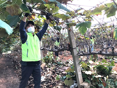 농협 인재개발원, 범농협 교육담당 직원들과 포도농가 일손돕기