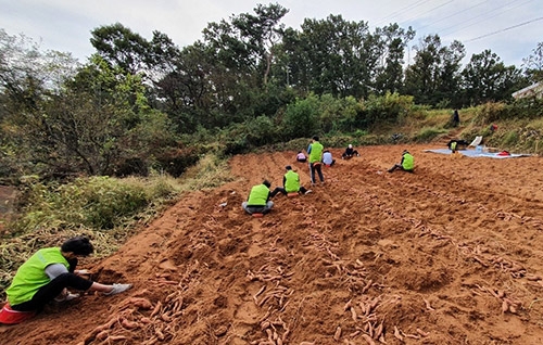 농협경제지주 축산유통부, 농촌 일손부족 해소 일손돕기 실시