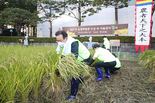▲ 서울 중구 농업박물관 앞 야외체험농장에서 벼 베기 하는 이성희 회장.