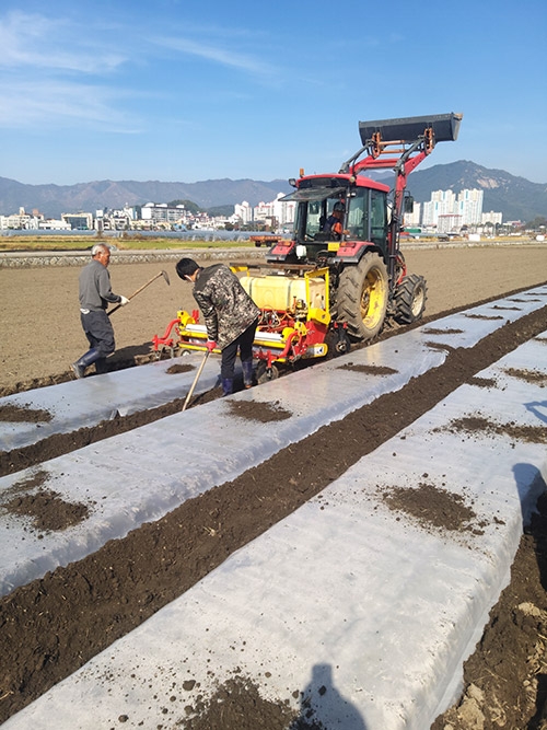 농협, 생분해 멀칭필름 시범포 운영