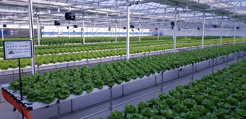 천안 스마트농업지원센터에 퍼밋이 설치한 엽채류 수경재배 시스템 전경./ 사진제공 = 하이트진로