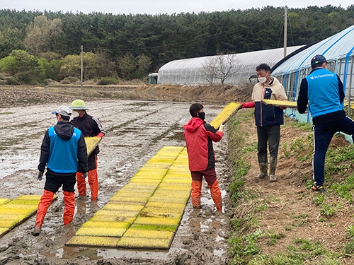 인천옹진농협, 모판나르기 농촌일손돕기 실시