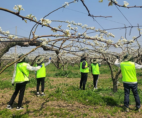 농협경제지주 양곡부, 농촌 일손돕기 실시