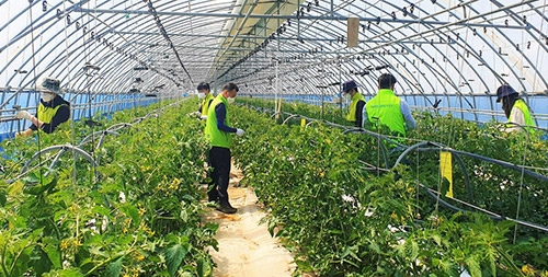 농협경제지주, 전국 각지 농가에서 일손 보태