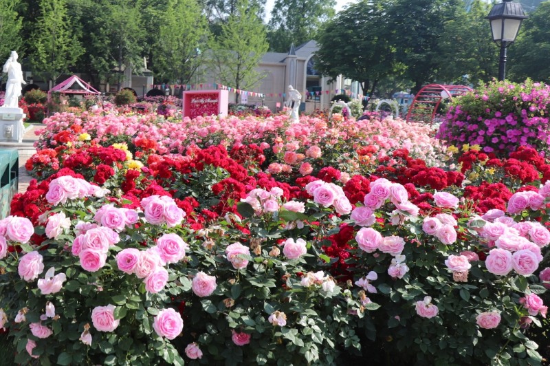 에버랜드가 자체 개발한 장미품종 '에버로즈' / 사진제공=삼성물산 건설부문