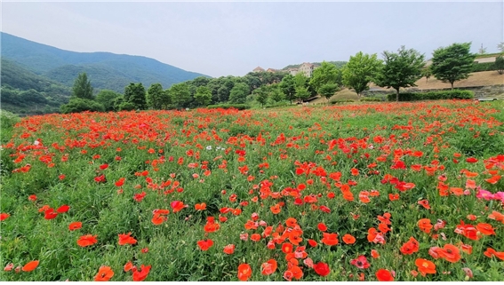 꽃양귀비 꽃밭 전경./사진=동강시스타