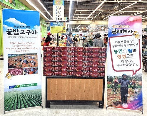 농협하나로마트, 꿀밤고구마 소비 촉진 위한 특별행사 실시