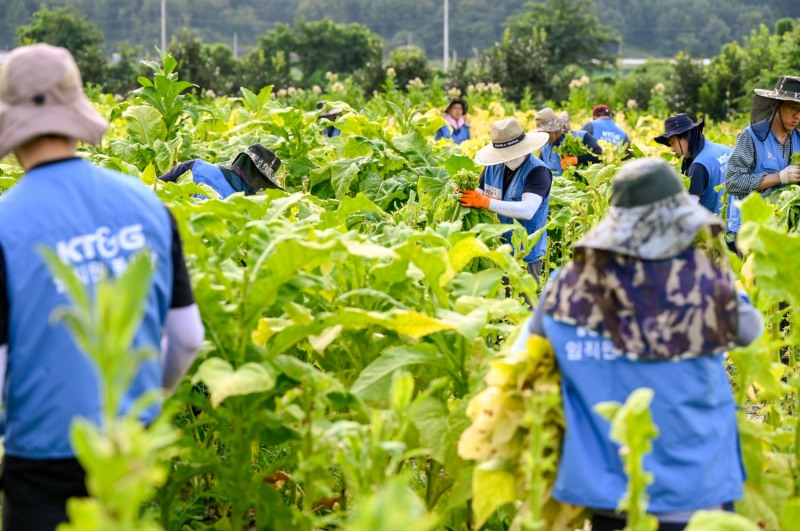KT&G 잎담배 농가 수확 봉사활동 진행./ 사진제공 = KT&G