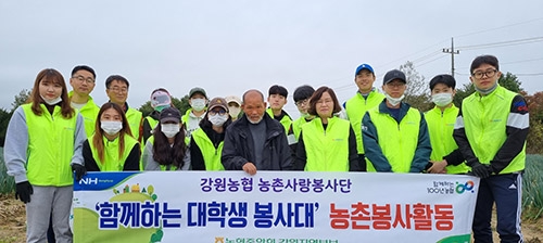 강원농협 농촌사랑 봉사단, 춘천 중도동 대파 수확·폐영농자재 수거활동