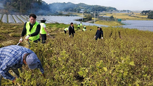 농협중앙회, 수확기 맞아 임직원 농촌일손돕기 릴레이