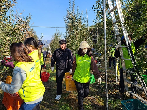 농협경제지주 경제기획본부, 사과 수확철 맞아 농촌일손돕기 실시
