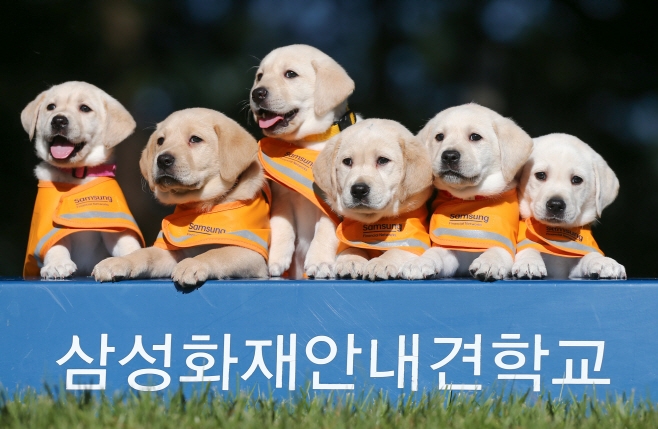 삼성화재가 사회공헌활동을 적극 추진하며 CSR 비전을 실천하고 있다./사진=삼성화재