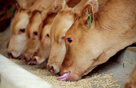 농협축산경제, 축산농가 고통분담 위해 사료가격 추가 인하