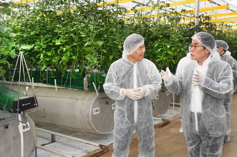 이제훈 홈플러스 사장(오른쪽)이 지난 16일 경북 상주시 새봄네트윅스 스마트팜 온실에서 조영호 새봄네트윅스 대표이사(왼쪽)로부터 토마토 수확 과정과 정보통신기술(ICT)을 활용한 환경제어시스템에 대한 설명을 듣고 있다./ 사진제공 = 홈플러스