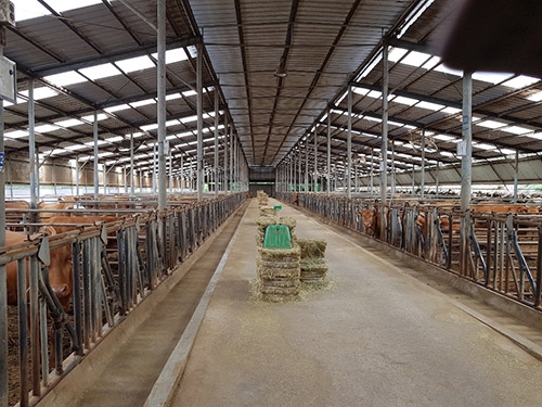 농협, 한우 수급조절 위해 '암소비육 캠페인' 전개