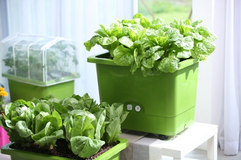 상자텃밭으로 재배한 상추./사진제공=용산구