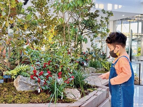 ▲ 국립세종수목원 관람객이 호랑가시나무의 붉은 열매를 감상하고 있다. 사진제공 = 삼성물산