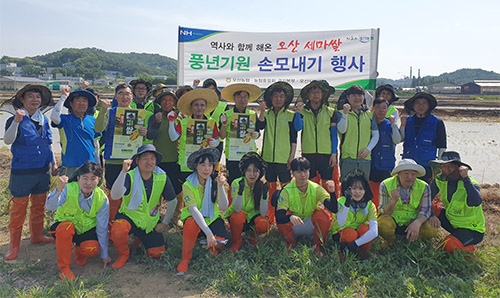 경기농협, 오산 농가찾아 손모내기 구슬땀 흘려