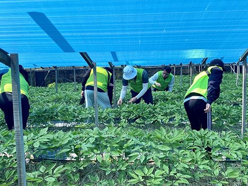농협, 농번기 농촌일손돕기 나서
