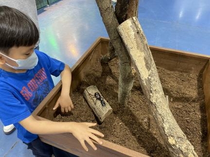 지난해 개최된 애완곤충경진대회에서 장수풍뎅이 관찰중인 어린이./사진제공=서울시