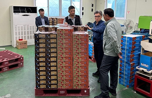 김용욱 농협강원본부장, 춘천지역 토마토 출하점검 생산현장 방문