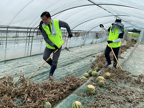 이종욱 농협충남세종본부장(왼쪽)과 임직원들이 논산시 채운면 수해현장을 찾아 수박 비닐하우스 복구 작업을 진행하고 있다..