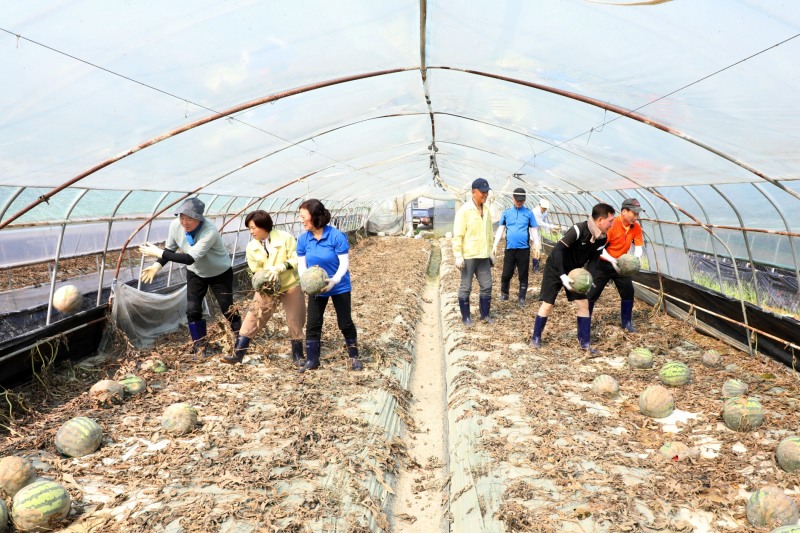 서울 중구의회 의원들이 침수로 무너진 하우스 내 농작물을 정리하고 있다./사진제공=서울 중구의회