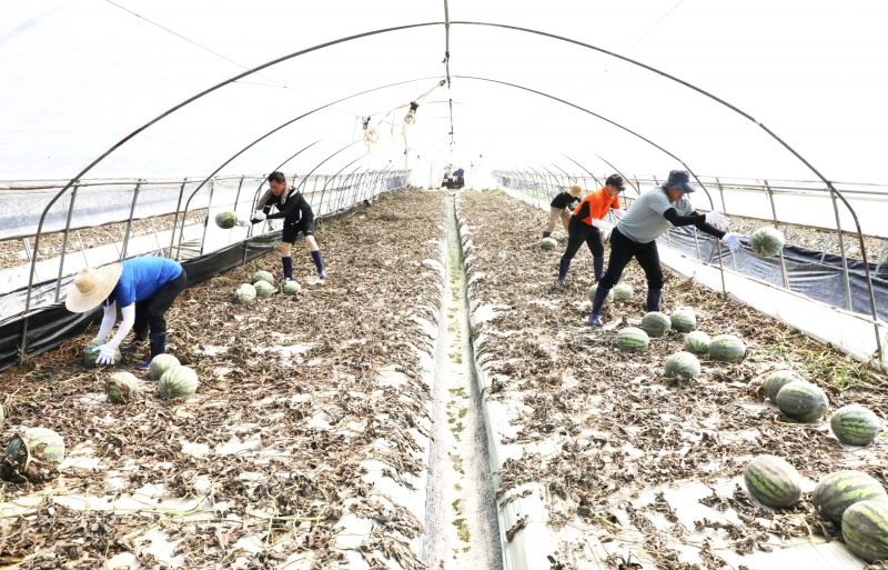 서울 중구의회 의원들이 침수로 무너진 하우스 내 농작물을 정리하고 있다./사진제공=서울 중구의회