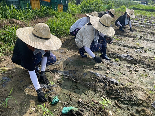 강원농협, 고려대 학생들과 농촌일손돕기 실시