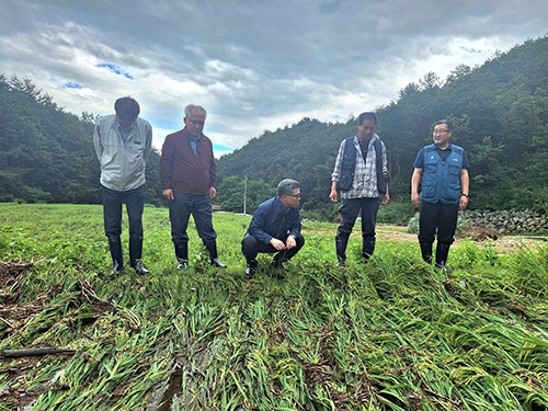 농협 강원본부 김용욱 본부장, 태풍 카눈 농업 피해 현장 점검