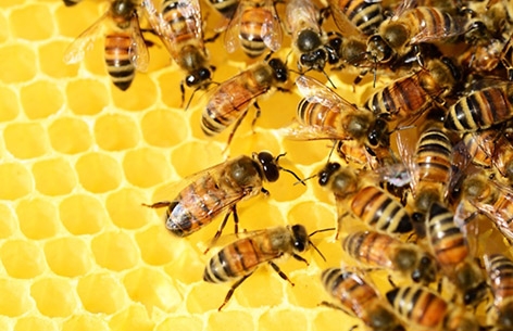 농협, 2023 꿀벌 사양관리 양봉농가 교육 동영상 배포
